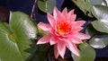 A beautiful pink lotus in in the pond