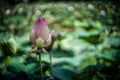 beautiful pink lotus in the lotus pond Royalty Free Stock Photo