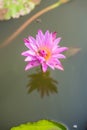 Beautiful pink lotus pond Royalty Free Stock Photo