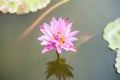 Beautiful pink lotus pond Royalty Free Stock Photo