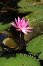 A beautiful pink lotus in the pool Royalty Free Stock Photo