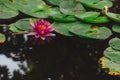 Beautiful pink pink lotus, seaweed with reflection in the pond Royalty Free Stock Photo