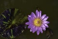 Beautiful Pink lotus and shadow reflected in the water Royalty Free Stock Photo