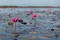 Beautiful pink lotus at Talae Noi, Phatthalung province