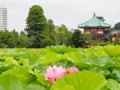 Beautiful pink lotus in Ueno park, Tokyo, Japan Royalty Free Stock Photo