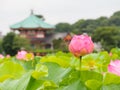 Beautiful pink lotus in Ueno park, Tokyo, Japan Royalty Free Stock Photo