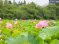 Beautiful pink lotus in Ueno park, Tokyo, Japan Royalty Free Stock Photo