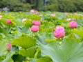 Beautiful pink lotus in Ueno park, Tokyo, Japan Royalty Free Stock Photo