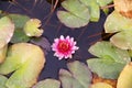 Beautiful pink lotus water lily blossoms close up Royalty Free Stock Photo