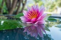 Beautiful Pink Lotus, water lily Royalty Free Stock Photo