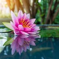 Beautiful Pink Lotus, water lily Royalty Free Stock Photo