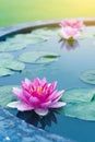 Beautiful Pink Lotus, water lily Royalty Free Stock Photo