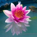 Beautiful Pink Lotus, water lily Royalty Free Stock Photo