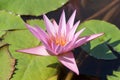 Beautiful pink lotus or water lily flower with green leaf in the pond. Botanical garden of Porto, Portugal Royalty Free Stock Photo