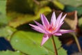 Beautiful pink lotus or water lily flower with green leaf in the pond. Botanical garden of Porto, Portugal Royalty Free Stock Photo