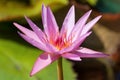 Beautiful pink lotus or water lily flower with green leaf in the pond. Botanical garden of Porto, Portugal Royalty Free Stock Photo