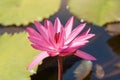 Beautiful pink lotus or water lily flower with green leaf in the pond. Botanical garden of Porto, Portugal Royalty Free Stock Photo