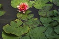 Beautiful pink lotus or water lily flowers blooming on pond summer lake green leaves blooming lotus Rain drops water decorative Royalty Free Stock Photo