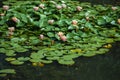 Beautiful pink lotus or water lily flowers blooming on pond summer lake green leaves blooming lotus Rain drops water decorative Royalty Free Stock Photo