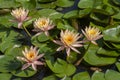 Beautiful pink lotus or water lily flowers blooming on pond summer lake green leaves blooming lotus Rain drops water decorative Royalty Free Stock Photo