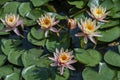 Beautiful pink lotus or water lily flowers blooming on pond summer lake green leaves blooming lotus Rain drops water decorative Royalty Free Stock Photo