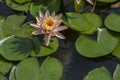 Beautiful pink lotus or water lily flowers blooming on pond summer lake green leaves blooming lotus Rain drops water decorative Royalty Free Stock Photo