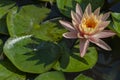 Beautiful pink lotus or water lily flowers blooming on pond summer lake green leaves blooming lotus Rain drops water decorative Royalty Free Stock Photo