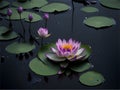 Beautiful pink lotus water lily flowers blooming on pond, Zen lotus flower on water Royalty Free Stock Photo