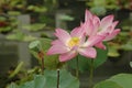 Beautiful pink lotus water lily Royalty Free Stock Photo