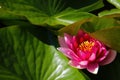 Beautiful Pink Lotus, water plant with reflection in a pond Royalty Free Stock Photo