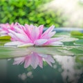 Beautiful Pink Lotus, water plant with reflection