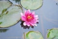 Beautiful Pink Lotus Royalty Free Stock Photo