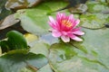 Beautiful Pink Lotus Royalty Free Stock Photo