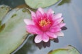 Beautiful Pink Lotus Royalty Free Stock Photo