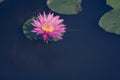 Beautiful Pink Lotus, water plant with reflection in a pond Royalty Free Stock Photo