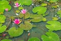 Beautiful Pink Lotus, water plant with reflection in a pond. Green Background