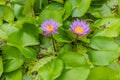 Beautiful Pink Lotus, water plant with reflection in a pond. Green Background Royalty Free Stock Photo