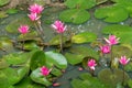 Beautiful Pink Lotus, water plant with reflection in a pond. Green Background Royalty Free Stock Photo