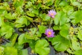 Beautiful Pink Lotus, water plant with reflection in a pond. Green Background Royalty Free Stock Photo