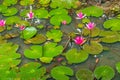 Beautiful Pink Lotus, water plant with reflection in a pond. Green Background Royalty Free Stock Photo