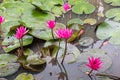 Beautiful Pink Lotus, water plant with reflection in a pond. Green Background Royalty Free Stock Photo