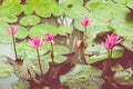 Beautiful Pink Lotus, water plant with reflection in a pond. Green Background Royalty Free Stock Photo