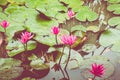 Beautiful Pink Lotus, water plant with reflection in a pond. Green Background Royalty Free Stock Photo