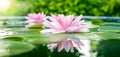 Beautiful Pink Lotus, water plant with reflection in a pond Royalty Free Stock Photo