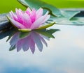 Beautiful Pink Lotus, water plant with reflection in a pond Royalty Free Stock Photo