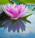 Beautiful Pink Lotus, water plant with reflection in a pond Royalty Free Stock Photo