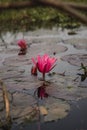 Beautiful pink lotus, waterlily flower in lake, pond. Reflections on water surface. Royalty Free Stock Photo