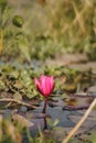 Beautiful pink lotus, waterlily flower in lake, pond. Reflections on water surface. Royalty Free Stock Photo