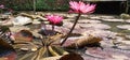 Beautiful pink lotuses grow above the fish pond