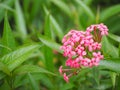 Beautiful pink lxora flower.